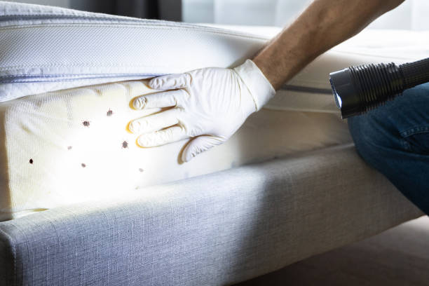 Best Pest Control Near Me  in New Kensington, PA