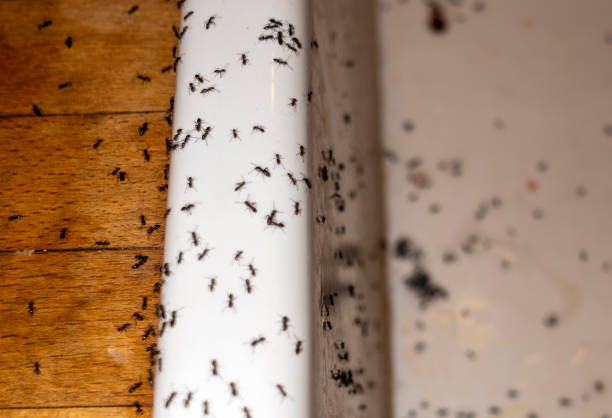 Best Emergency Pest Control  in New Kensington, PA