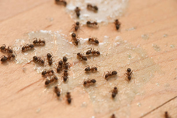 Best Wildlife Control Services  in New Kensington, PA