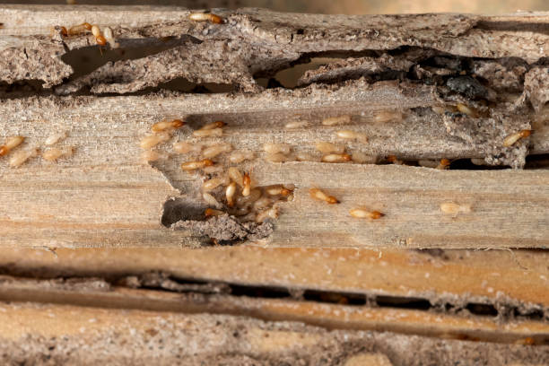 Best Termite Control Services  in New Kensington, PA